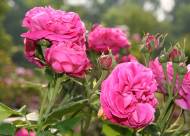 Villa Giustiniani – Fotogallery il Roseto – 34